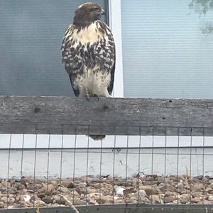 Meet your Posher, Blake